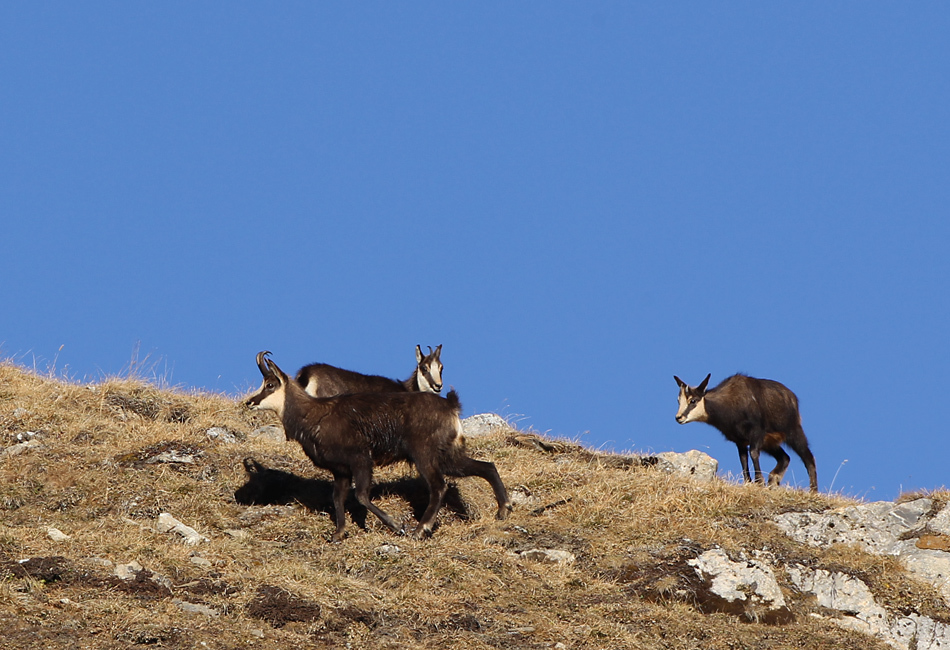 Camoscio sul Crinale