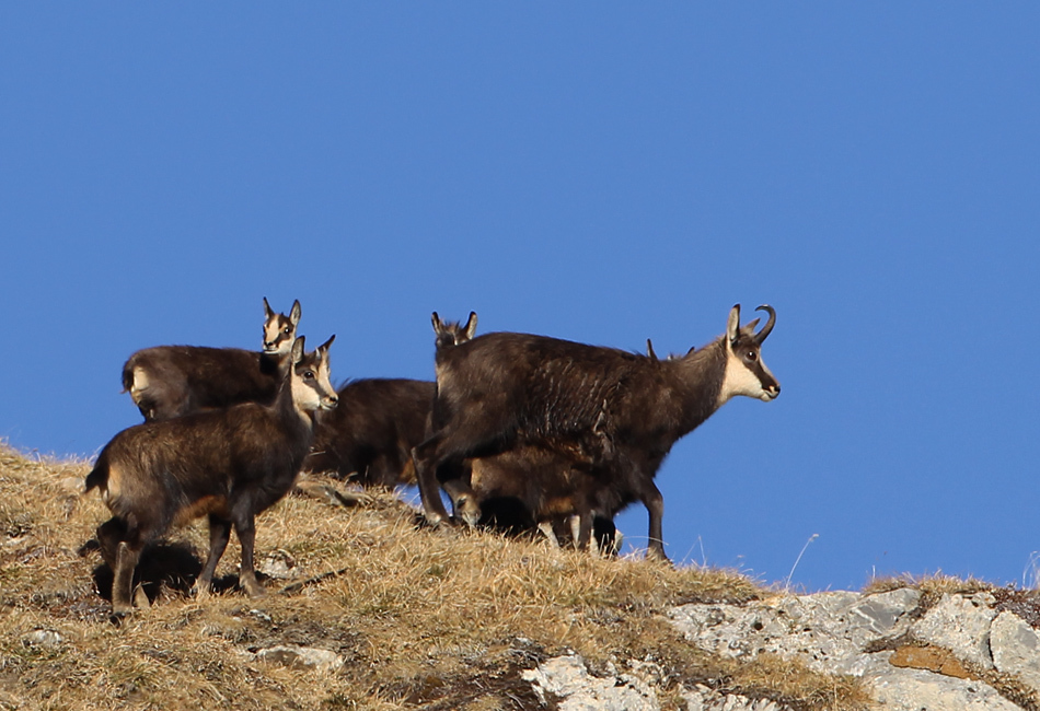 Camoscio sul Crinale